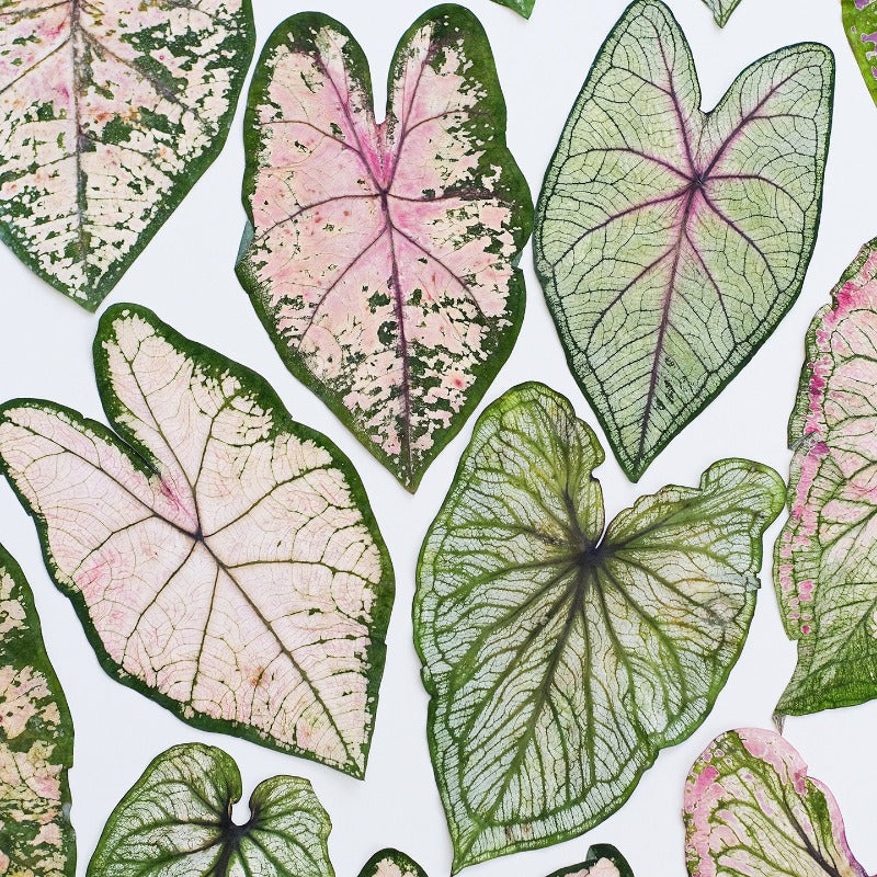 Real Dried Pressed Caladium Leaves