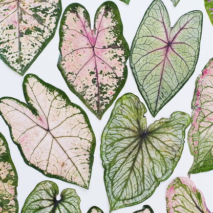 Real Dried Pressed Caladium Leaves