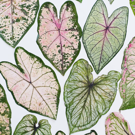 Real Dried Pressed Caladium Leaves
