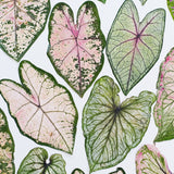 Load image into Gallery viewer, 5 Pcs Real Dried Pressed Caladium Leaves