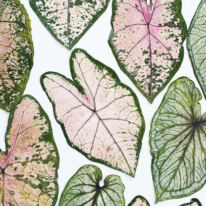 Real Dried Pressed Caladium Leaves