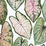 Load image into Gallery viewer, 5 Pcs Real Dried Pressed Caladium Leaves