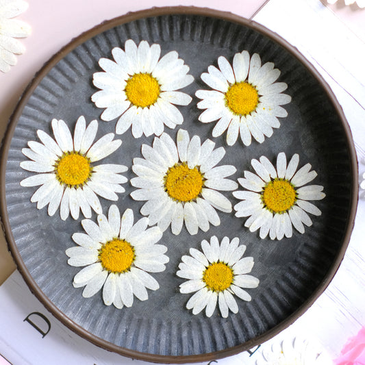 50 Pcs Real Pressed Dried Daisy Flowers