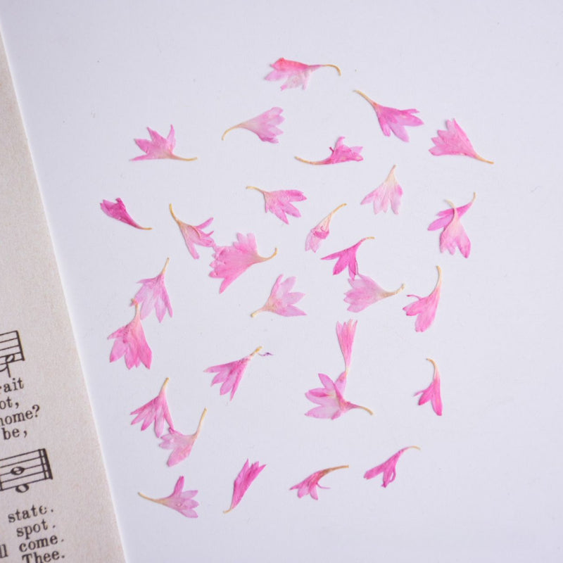 60 Pcs Dried Pressed Cornflower Petals