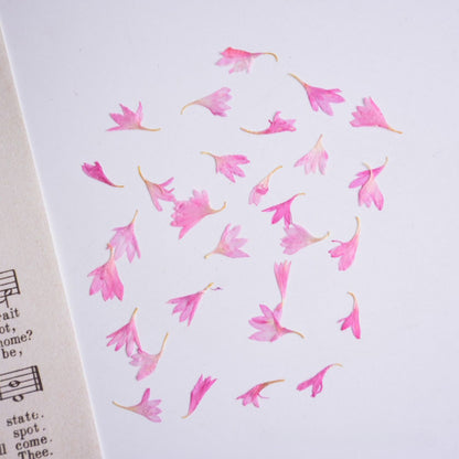 60 Pcs Dried Pressed Cornflower Petals