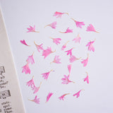 Load image into Gallery viewer, 20 Pcs Dried Pressed Cornflower for DIY Crafts