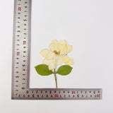Load image into Gallery viewer, Elegant Pressed Gardenia Flowers with Stems
