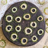 Load image into Gallery viewer, Whimsical Sun-Shaped Pressed Stem Slices