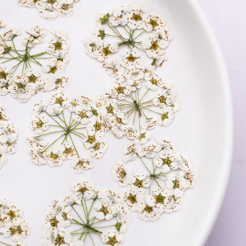 Real Dried Delicate White Pressed Flowers