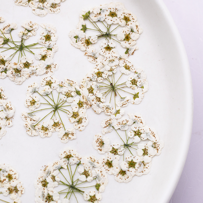 Real Dried Delicate White Pressed Flowers