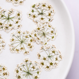 Load image into Gallery viewer, Real Dried Delicate White Pressed Flowers