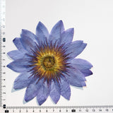 Load image into Gallery viewer, Real Dried Pressed Purple Water Lily Flower
