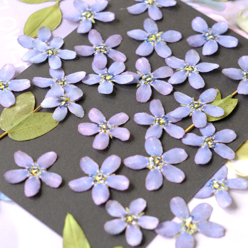 Real Dried Pressed Bluestar Flowers