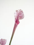 Load image into Gallery viewer, Real Touch Artificial Sarracenia Pitcher Plant