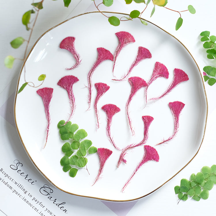 50 Pcs Real Pressed Dried Cockscomb Flowers