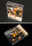 Load image into Gallery viewer, Acrylic Shadow Box for Dried Flower Display