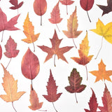 Load image into Gallery viewer, 30 Pcs Real Dried Pressed Autumn Leaves