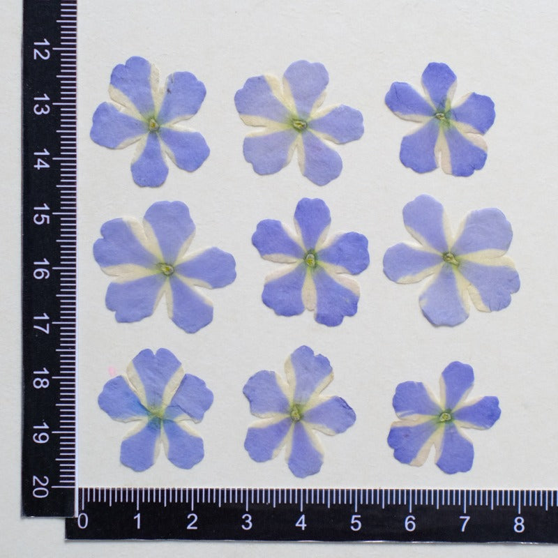 50 Pcs Dried Pressed Blue Verbena Flowers