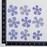 Load image into Gallery viewer, 50 Pcs Dried Pressed Blue Verbena Flowers