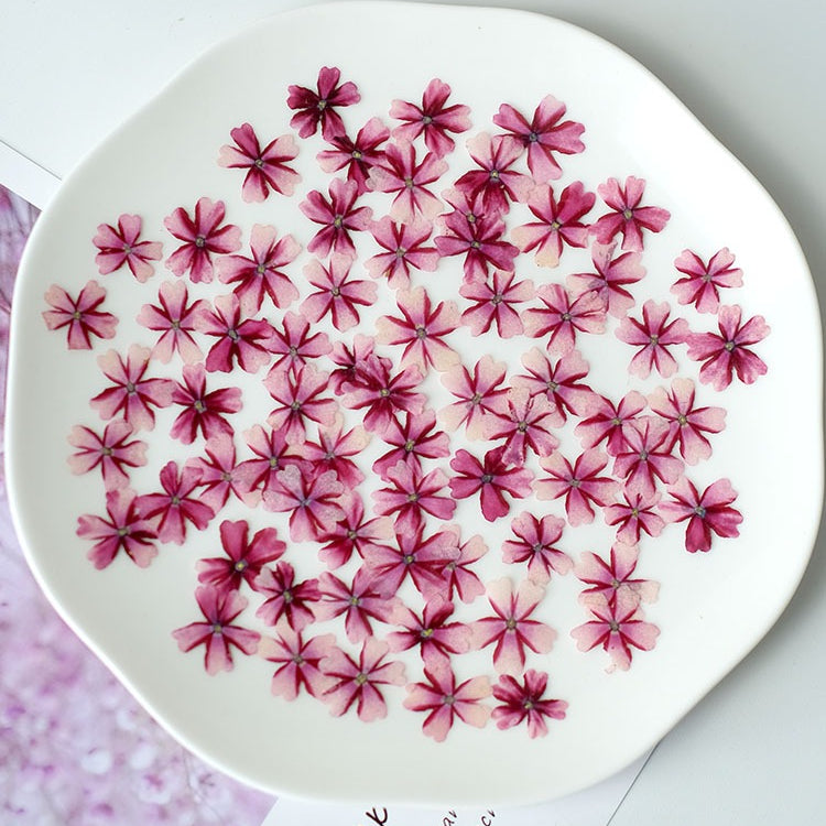 50 Pcs Real Dried Pressed Small Sakura Blossoms