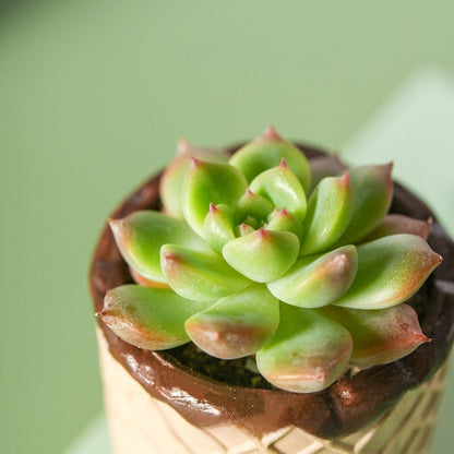 Chocolate Waffle Cone Ceramic Planter
