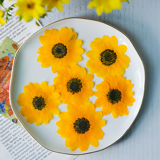 20pcs Dried Pressed Sunflower Flowers