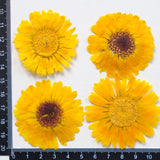 Load image into Gallery viewer, 30 Pcs Real Dried Pressed Calendula Flowers
