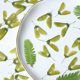 Load image into Gallery viewer, 50 Pcs Dried Pressed Wing-Shaped Seed Pods
