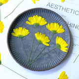 Load image into Gallery viewer, Dried Pressed Yellow Daisy Flowers with Stems