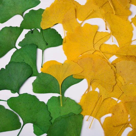 50 Pcs Dried Pressed Ginkgo Leaves