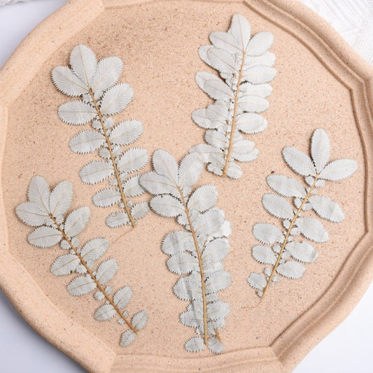 Dried Pressed Silver Velvet Leaves