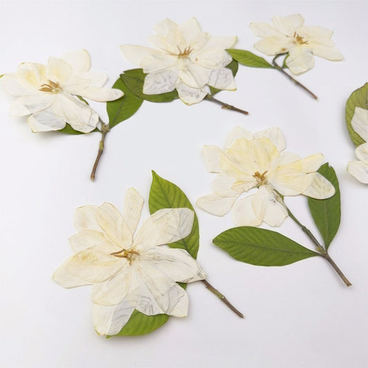 Elegant Pressed Gardenia Flowers with Stems