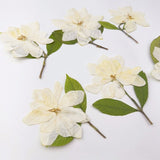 Load image into Gallery viewer, Elegant Pressed Gardenia Flowers with Stems