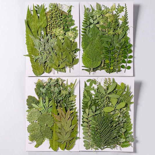 35 Pcs Assorted Dried Pressed Green Leaves