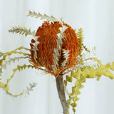 Load image into Gallery viewer, Real Dried Preserved Banksia Flower with Foliage