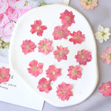 Load image into Gallery viewer, 50 Pcs Pressed Dried Gaura Flower for Crafts