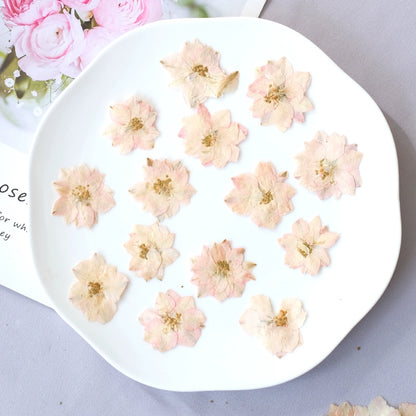 50 Pcs Vibrant Dyed Pressed Delphinium Flowers