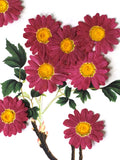 Load image into Gallery viewer, 50 Pcs Pressed Dried Marguerite Daisy Flowers