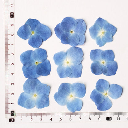 50 Pcs Real Pressed Dried Hydrangea Petals