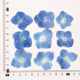 Load image into Gallery viewer, 50 Pcs Pressed Dried Hydrangea Flower for DIY Crafts