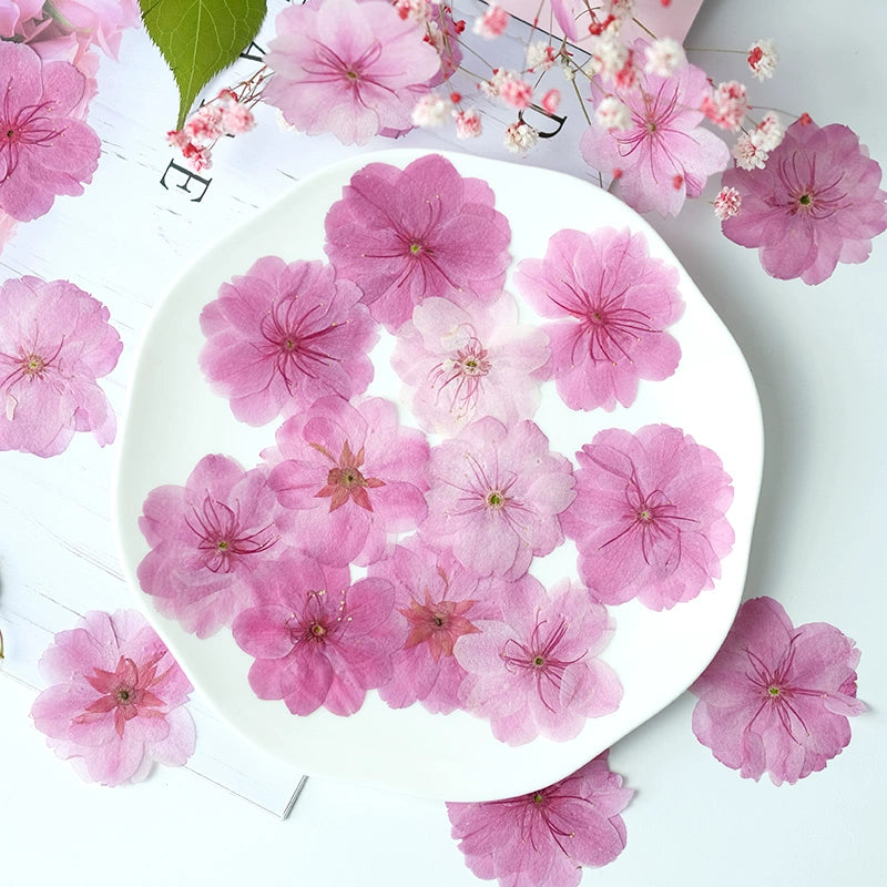 50 Pcs Real Dried Pressed Sakura Flowers