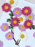 Load image into Gallery viewer, 50 Pcs Pressed Dried Marguerite Daisy Flowers