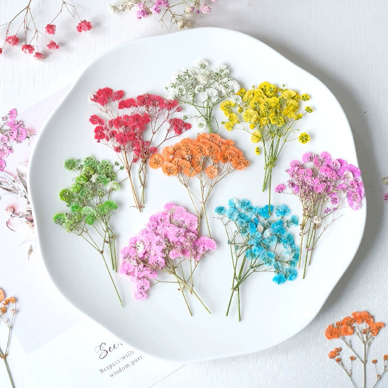 100Pcs Real Pressed Dried Baby's Breath
