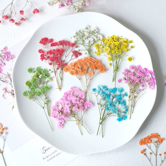100Pcs Real Pressed Dried Baby's Breath