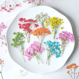 Load image into Gallery viewer, 12 Pcs Pressed Dried Baby&#39;s Breath Flowers