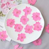 Load image into Gallery viewer, 50 Pcs Pressed Dried Gaura Flower for Crafts