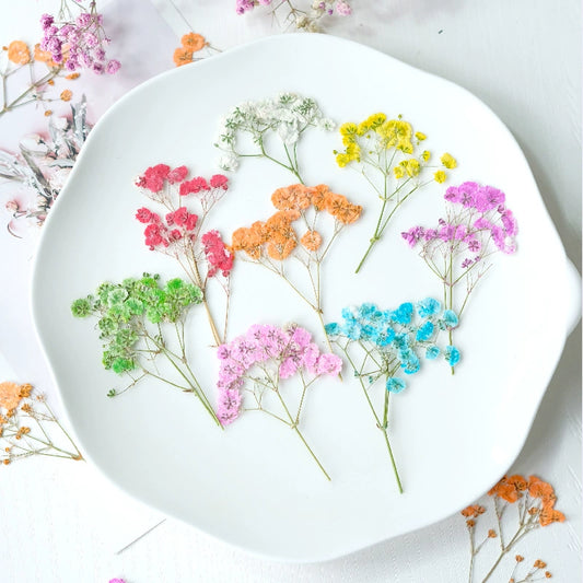 100Pcs Real Pressed Dried Baby's Breath
