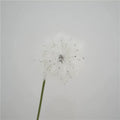 1 stem