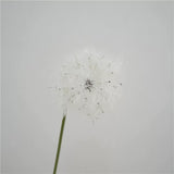 Load image into Gallery viewer, Artificial Fluffy Dandelion Stem (74cm)