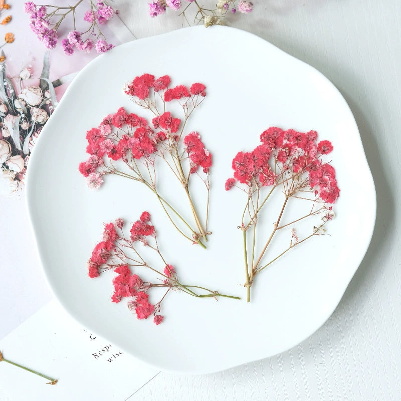 100Pcs Real Pressed Dried Baby's Breath